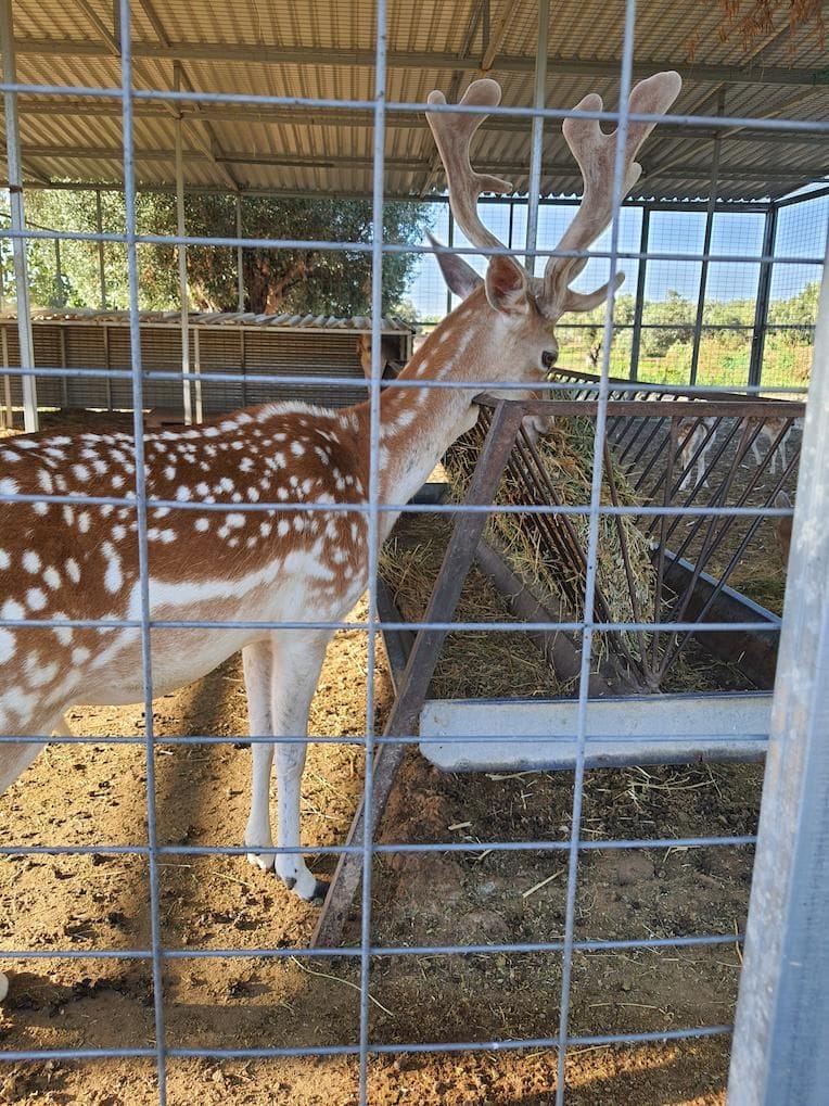 a deer eating dried grass at Perivolaki farm